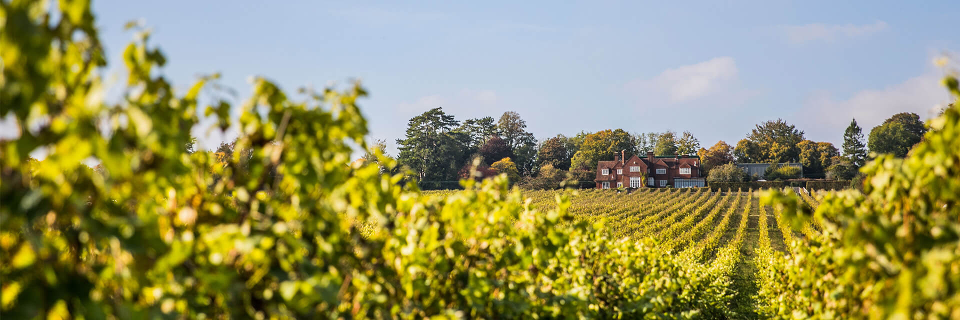 Birthplace of English Wine
