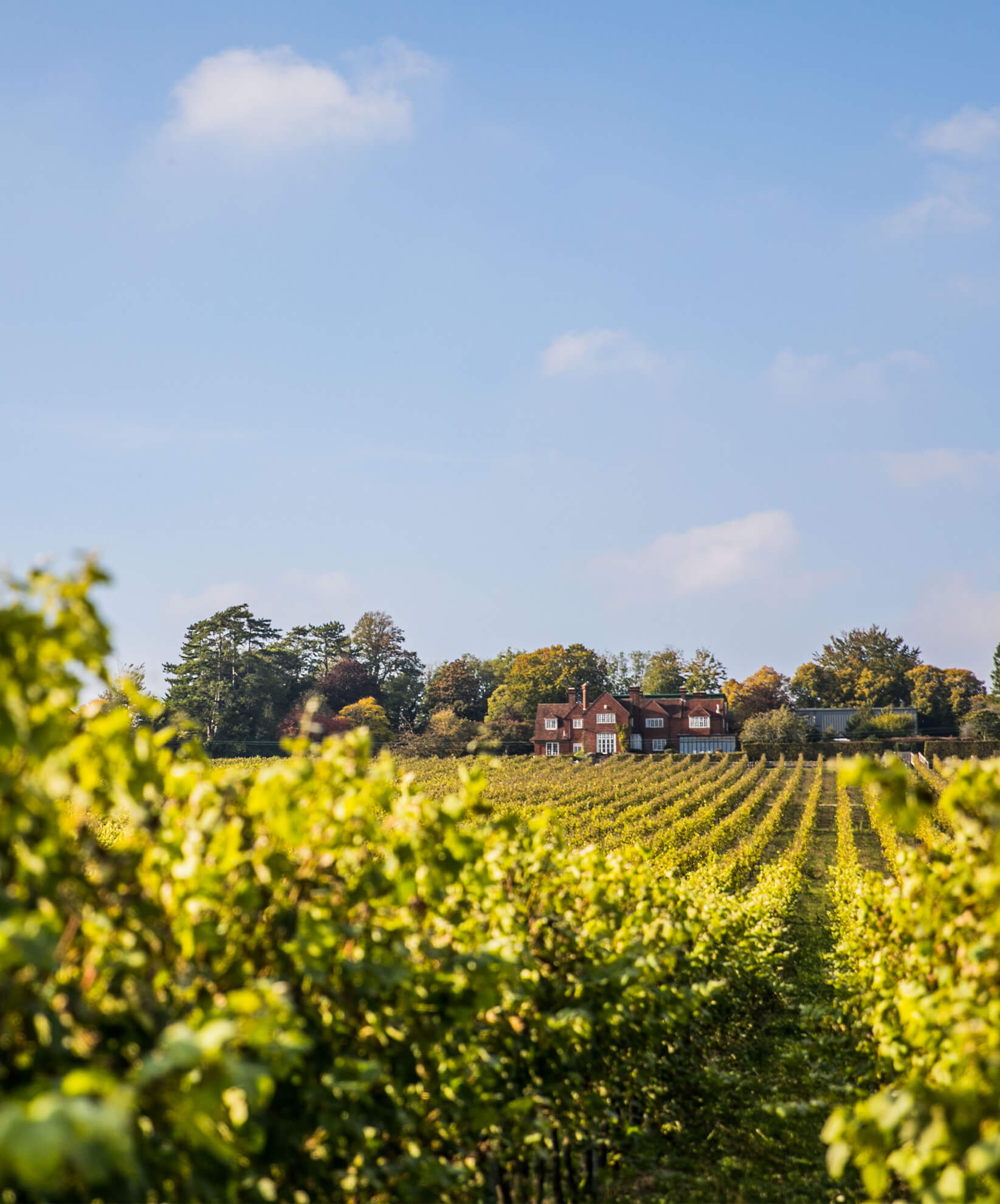 Birthplace of English Wine
