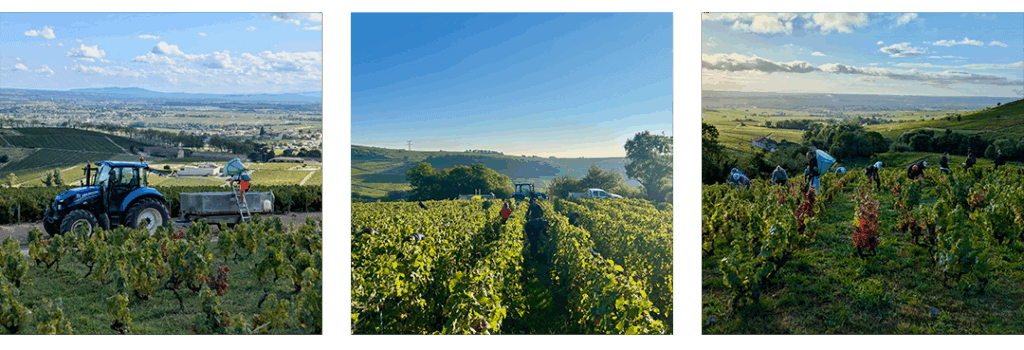 Burrier harvest 2025