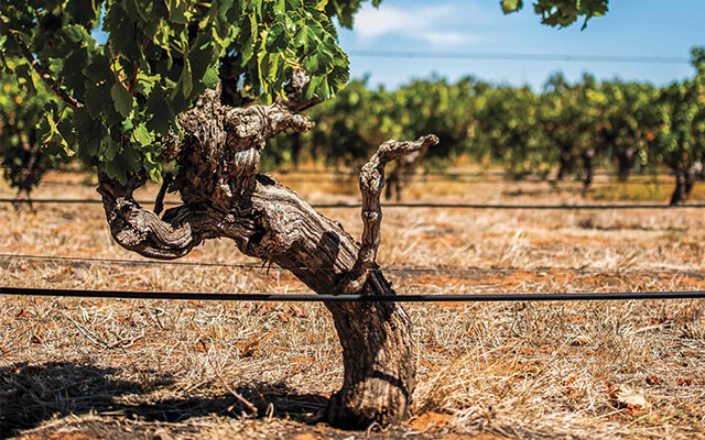 Centurions of the Barossa article image 1