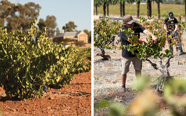 Centurions of the Barossa article image 2