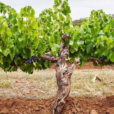 Centurions of the Barossa