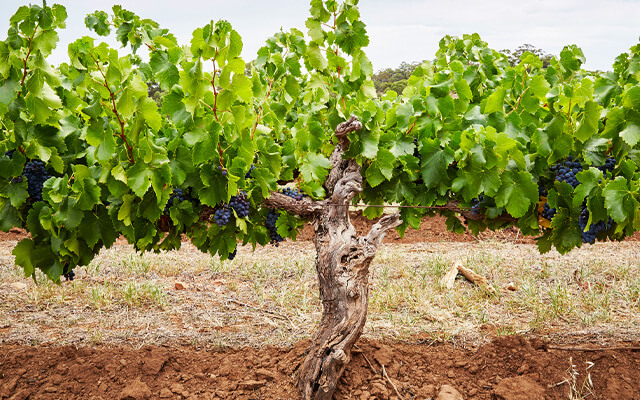 Centurions of the Barossa