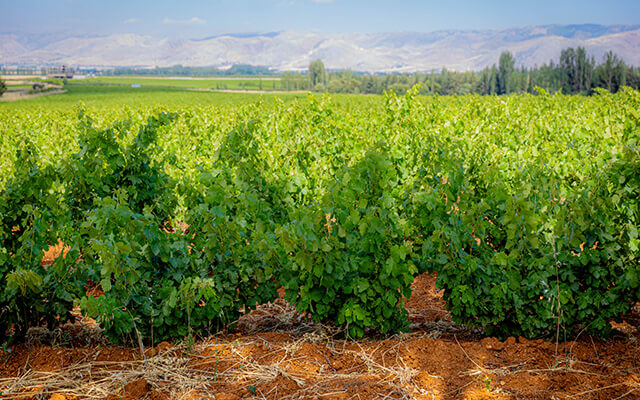 Chateau Musar launch their 2019 red article image 3
