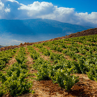 Chateau Musar launch their 2019 red