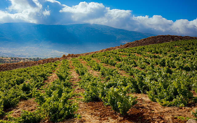 Chateau Musar launch their 2019 red