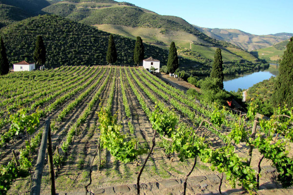 Chryseia vineyard