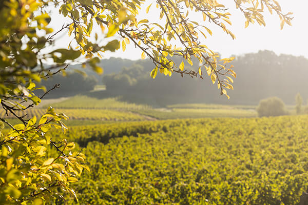 Clarence Dillon producer page small image 1