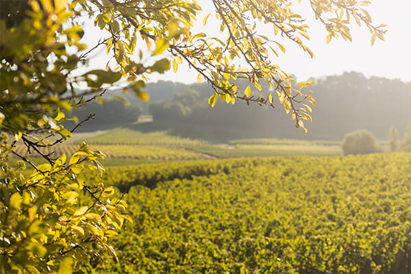 Clarendelle media gallery thumb nail image