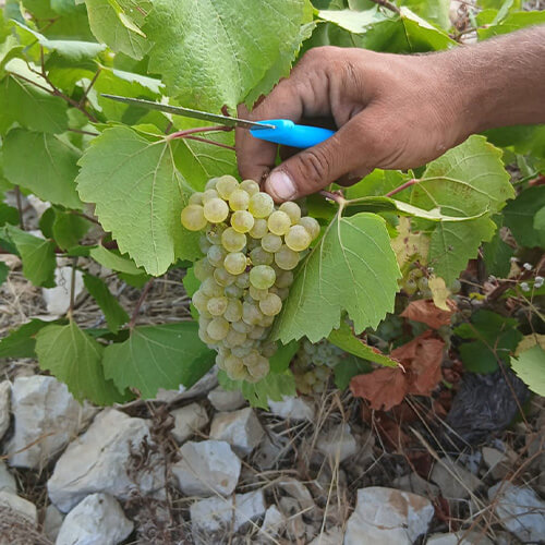 Diary of a wine maker week 1 article image 1