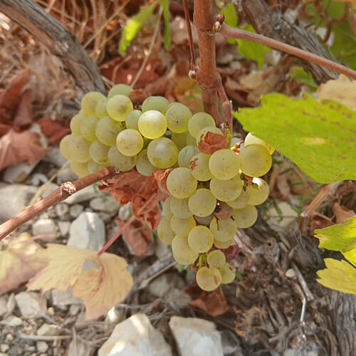 Diary of a wine maker week 1 article image 2