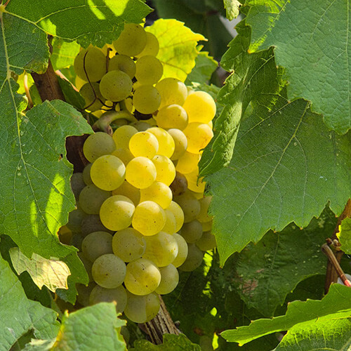 Diary of a wine maker week 1 article image 3