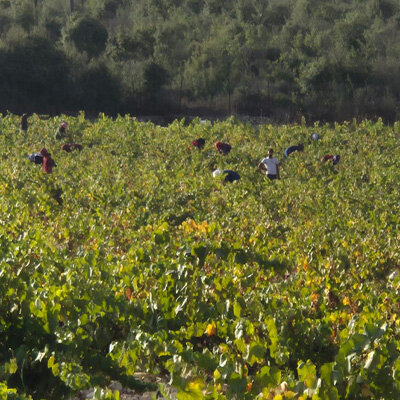 Diary of a wine-maker