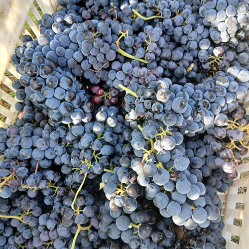 Diary of a wine maker week 2 article image 1