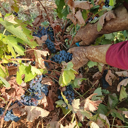 Diary of a wine maker week 2 article image 2