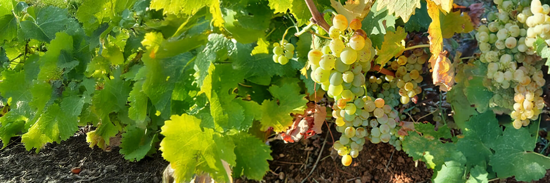 Diary of a wine-maker
