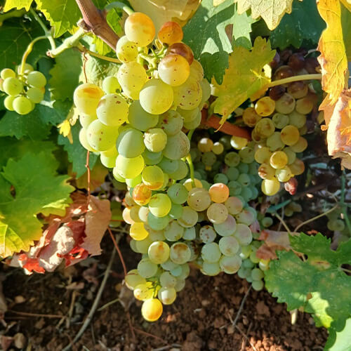 Diary of a wine maker week 3 article image 1