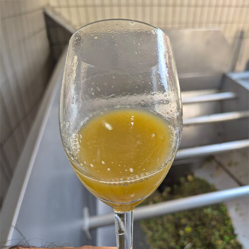 Diary of a wine maker week 3 article image 3