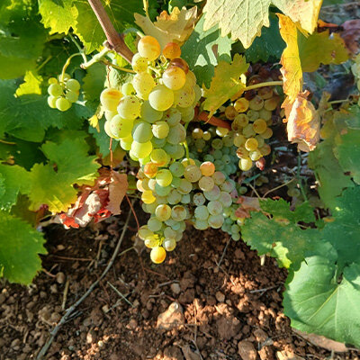 Diary of a wine-maker