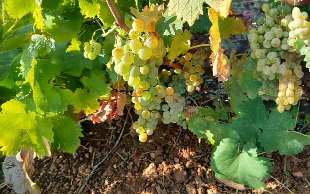Diary of a wine-maker