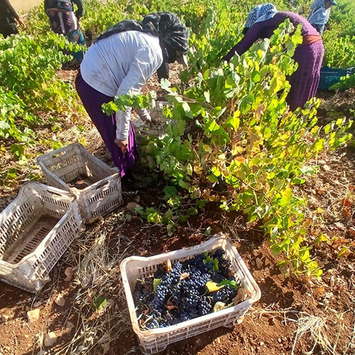 Diary of a wine maker week 4 article image 2