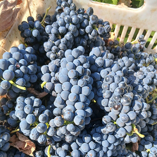 Diary of a wine maker week 4 article image 3