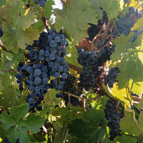 Diary of a wine maker week 5 article image 1