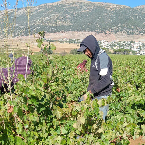 Diary of a wine maker week 5 article image 3