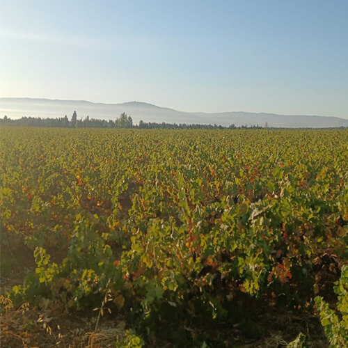 Diary of a winemaker week 6 - image 1