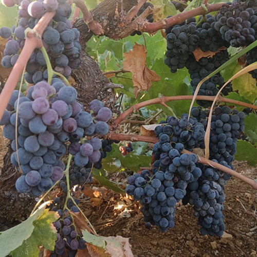 Diary of a winemaker week 6 - image 2