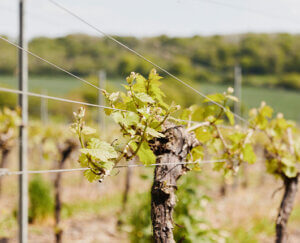 Birthplace of English Wine