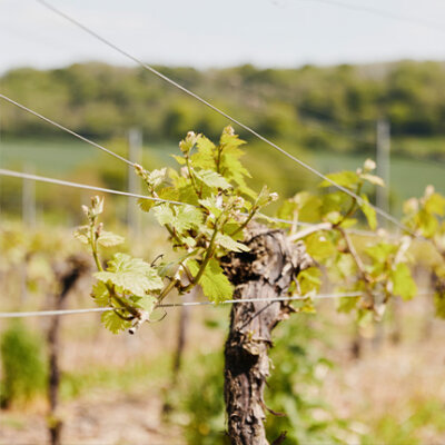 English Chardonnay’s Spiritual Home