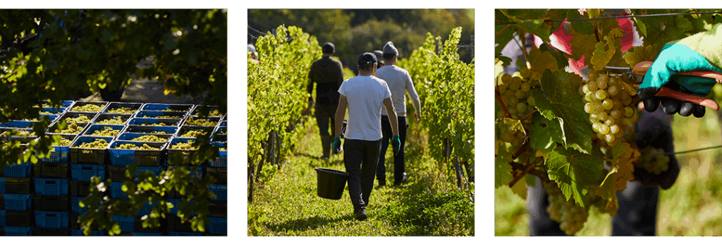 Hambledon harvest 2025