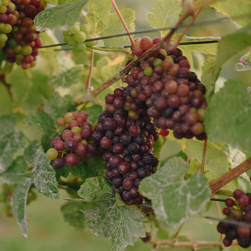 Hambledon article images - vineyard grapes