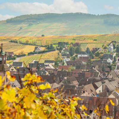 The siren song of great Alsace wine