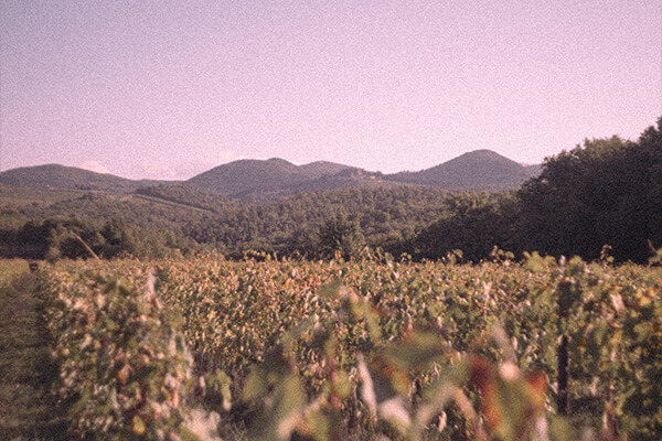 Innesto producer page small image 3