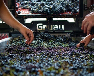 17 winemaking generations