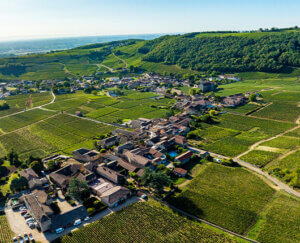 17 winemaking generations