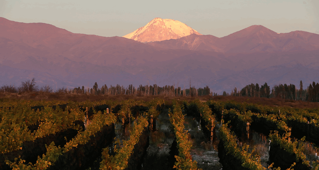 Lagarde's chardonnay article image 3