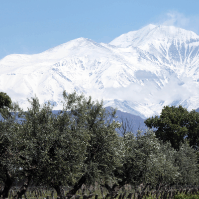 High-flying Chardonnay