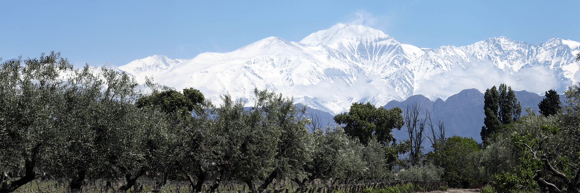 High-flying Chardonnay