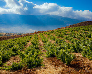 95 Years of wine-making history