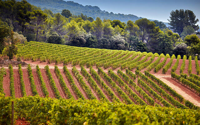 Maison Louis Latour’s 2024 En Primeur tasting article image 2