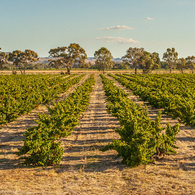 Spotlight on Old Vines