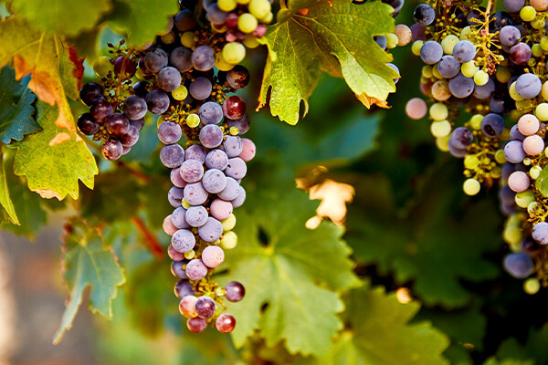 Oxford Landing producer page updated image 2