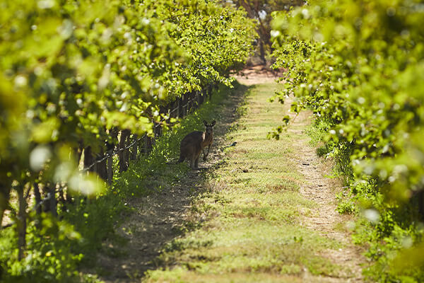 Oxford Landing producer page updated last image