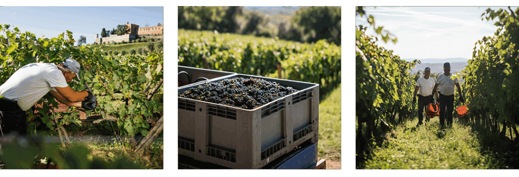 Ricasoli harvest 2025