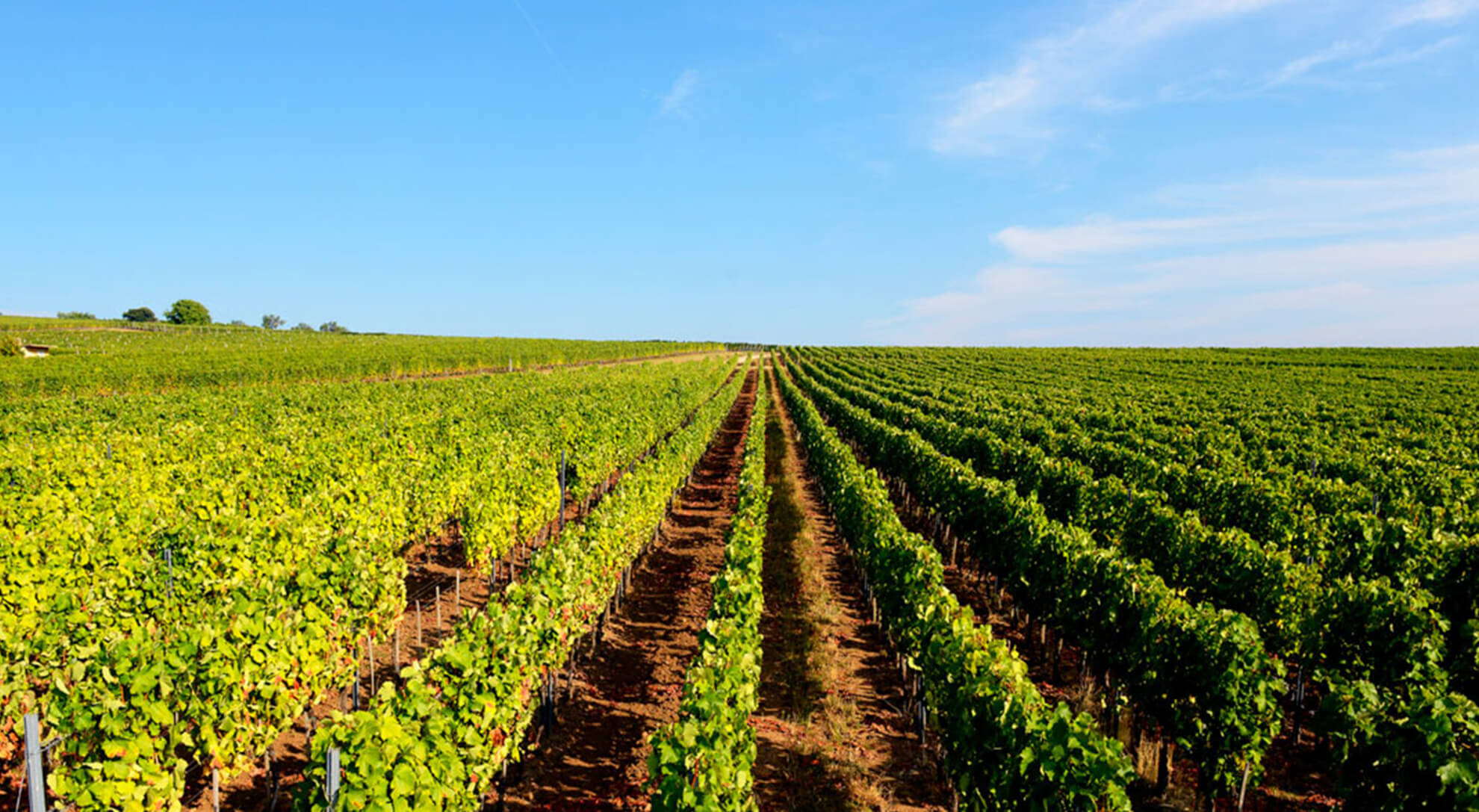 Royal Tokaji producer page slider image v2