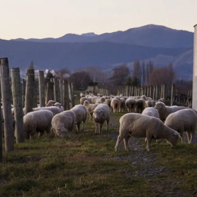 Sustainability pioneers