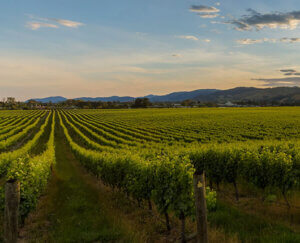 The Nelson Originals